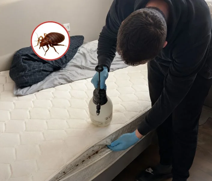 Technicien traitant un matelas contre les punaises de lit à Lardy